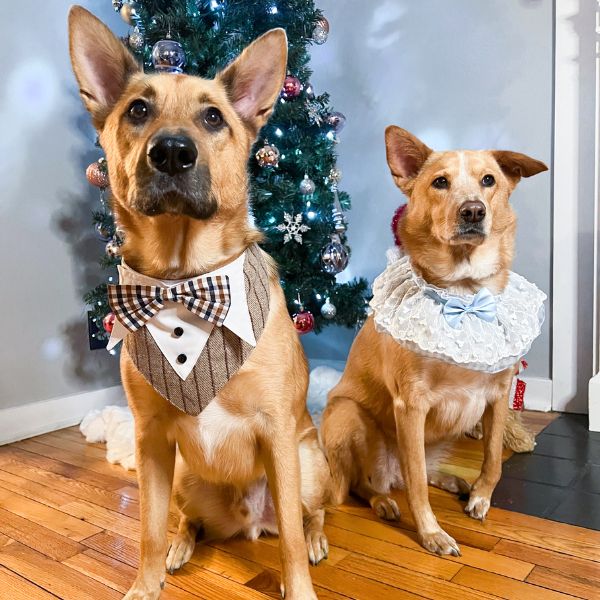 Big dog dressed up in a WOOFESSENTIAL bandana