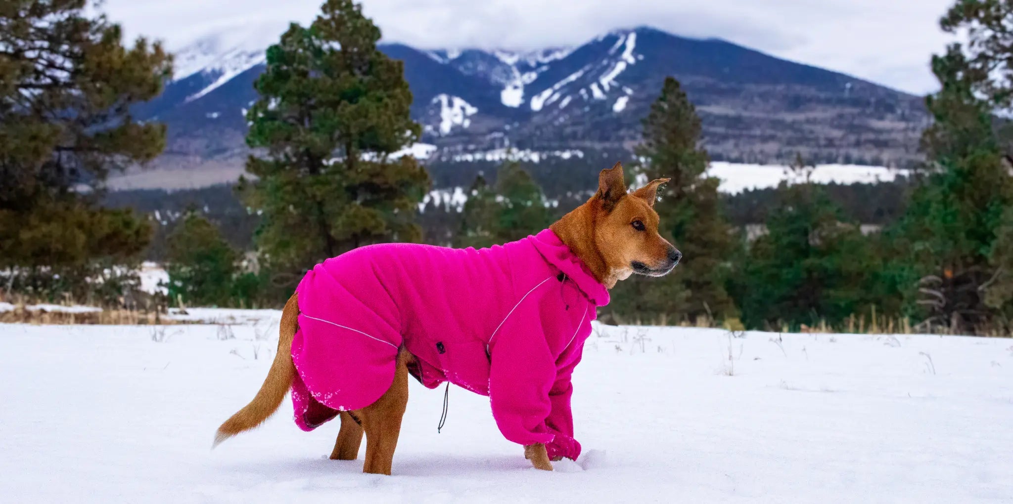 A dog wearing a hot pink fleece jacket in the snow, mountains in the distance