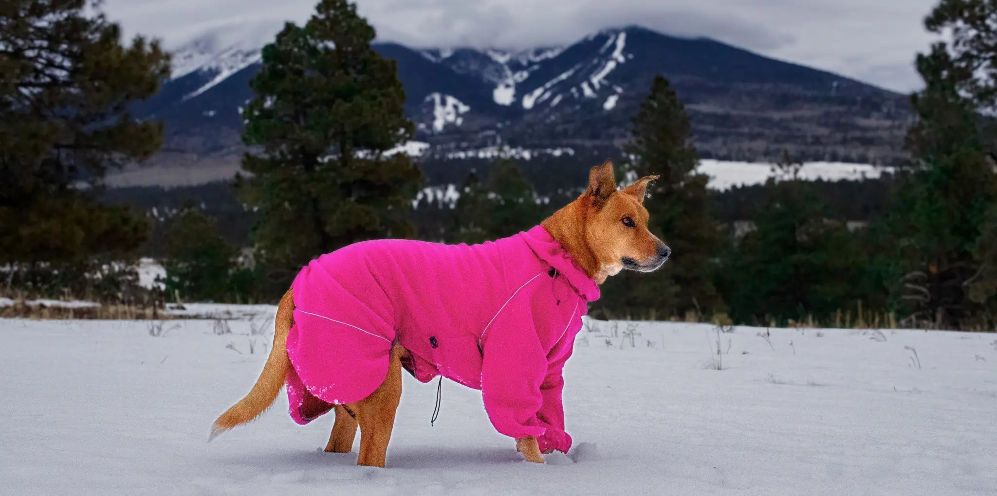 A dog in a hot pink fleece jacket standing in a snowy field with mountains behind