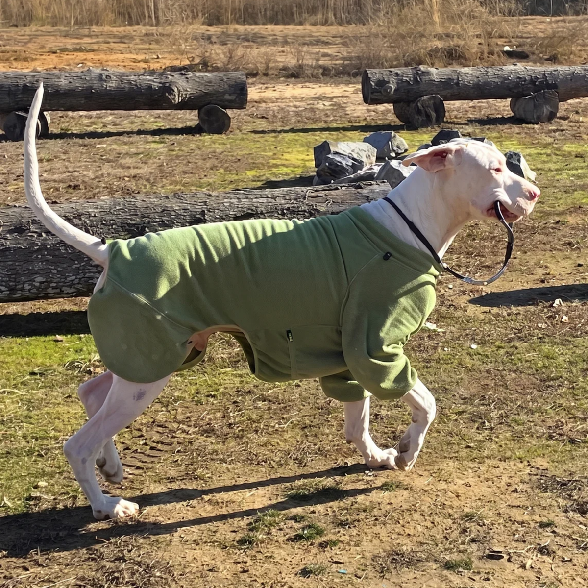 Short-coated dog trotting outdoors in the Weald Cozy Hugger fleece jacket
