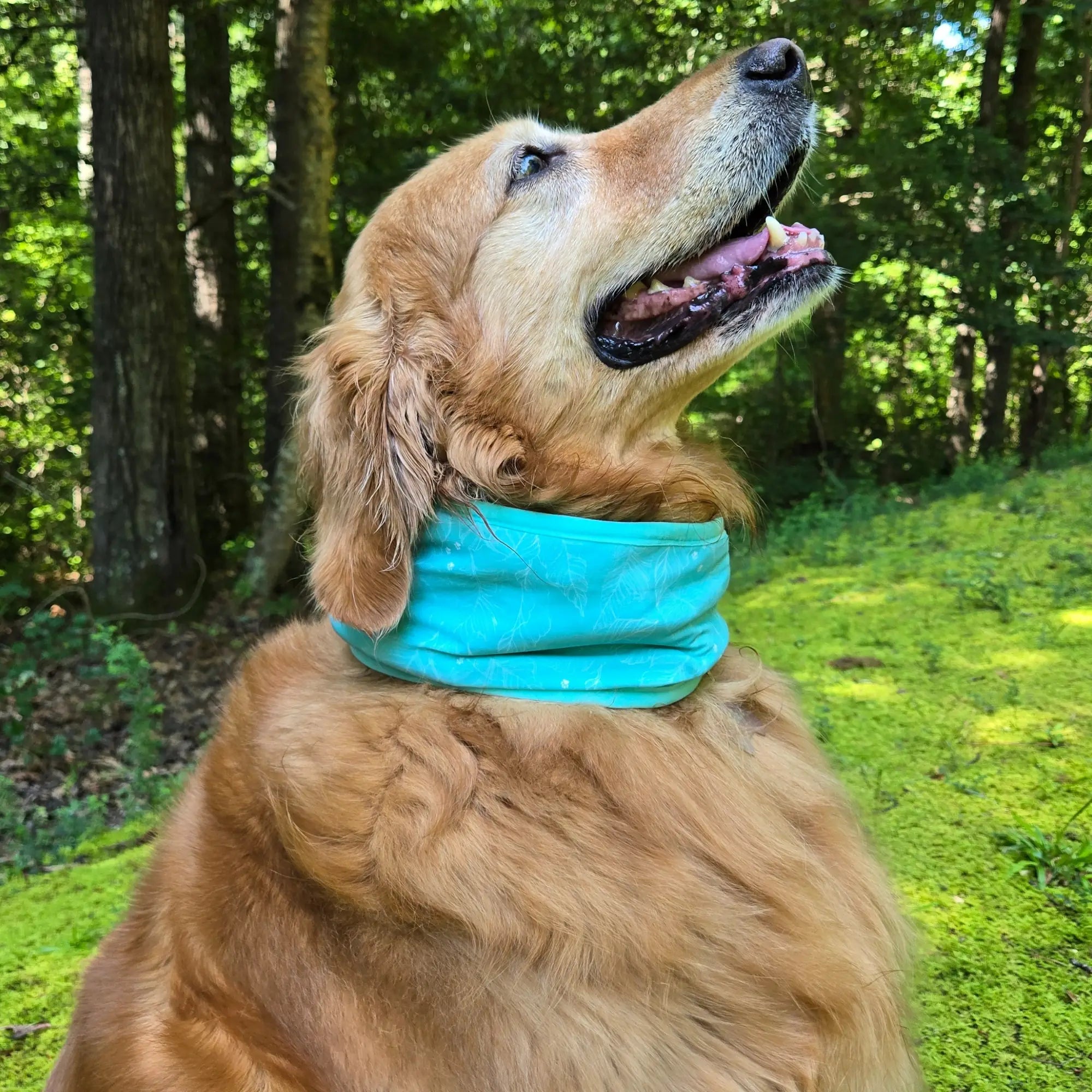 coolingpals dog cooling neck gaiter - WOOFESSENTIAL