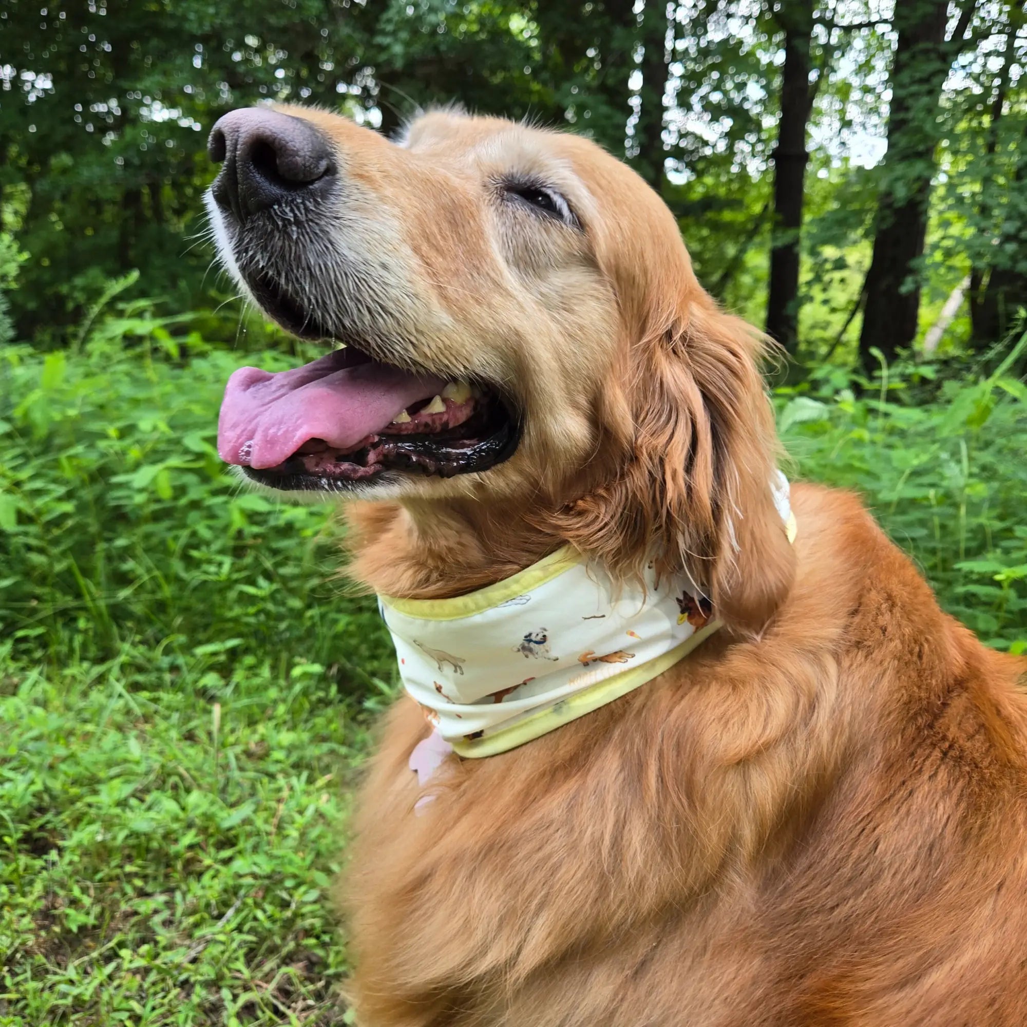 coolingpals dog cooling neck gaiter - WOOFESSENTIAL