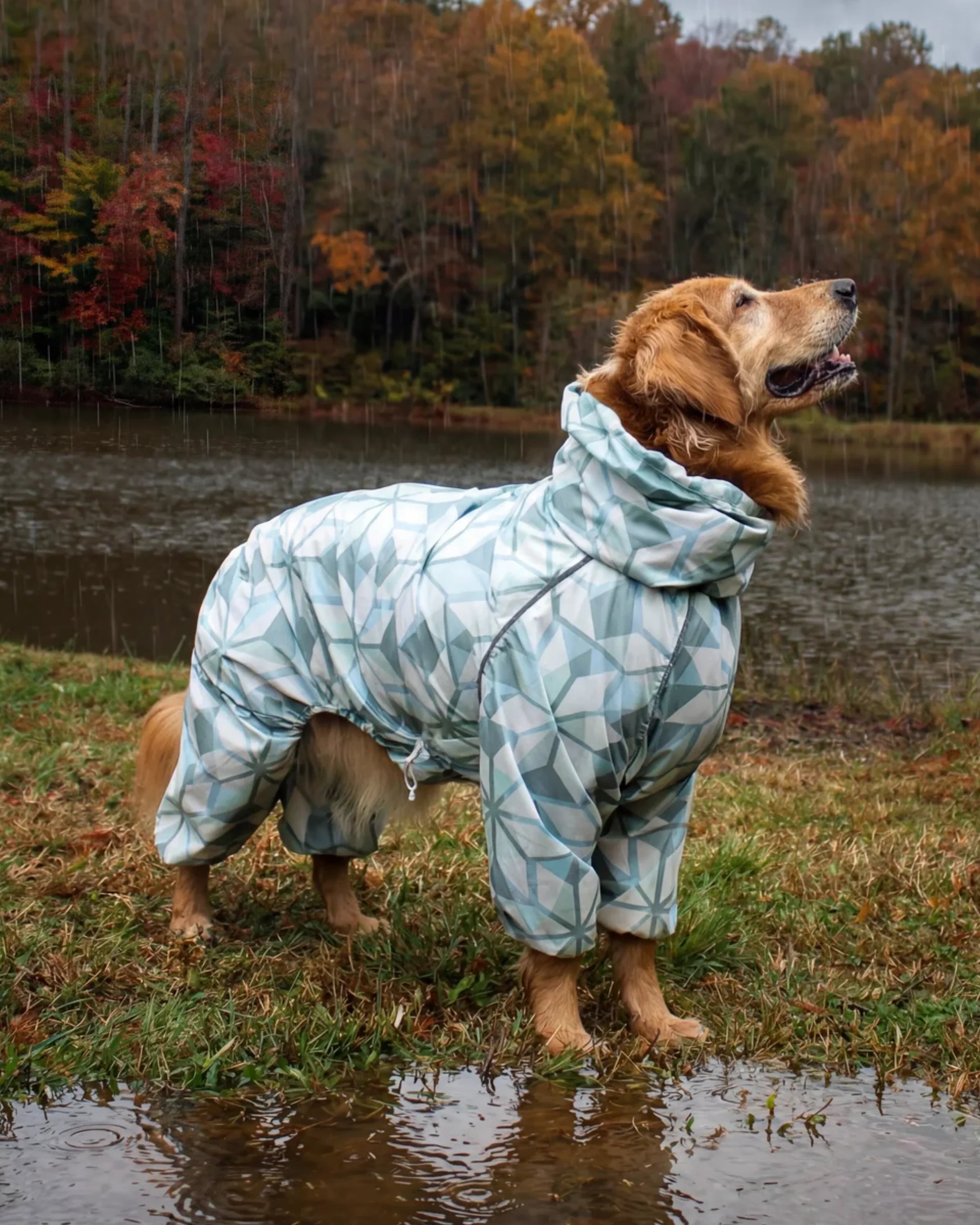 Cookie the golden retriever wearing a Puddle Jumper dog raincoat beside a lake in autumn