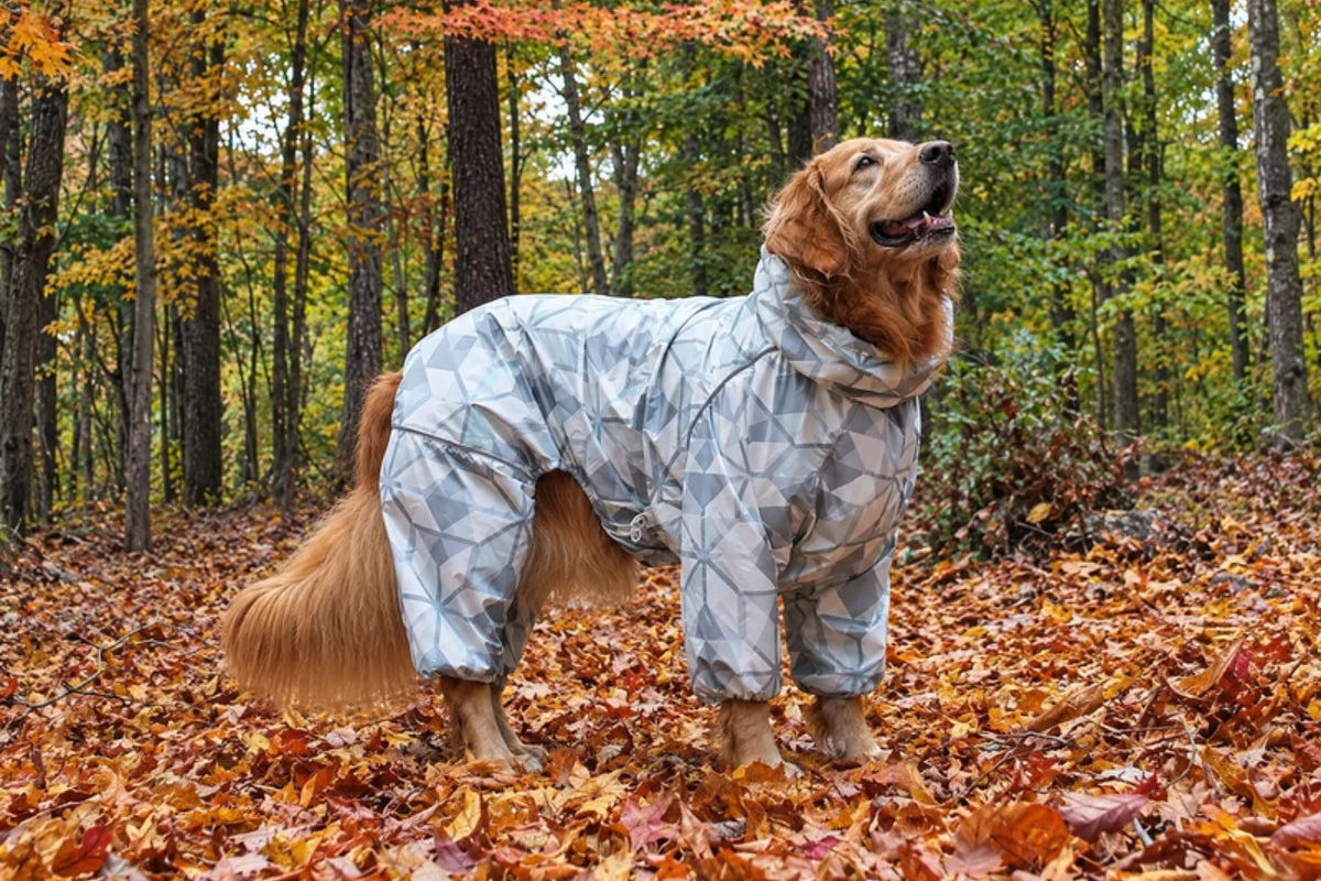 Cookie the golden retriever in the Overcast Puddle Jumper raincoat in autumn woods