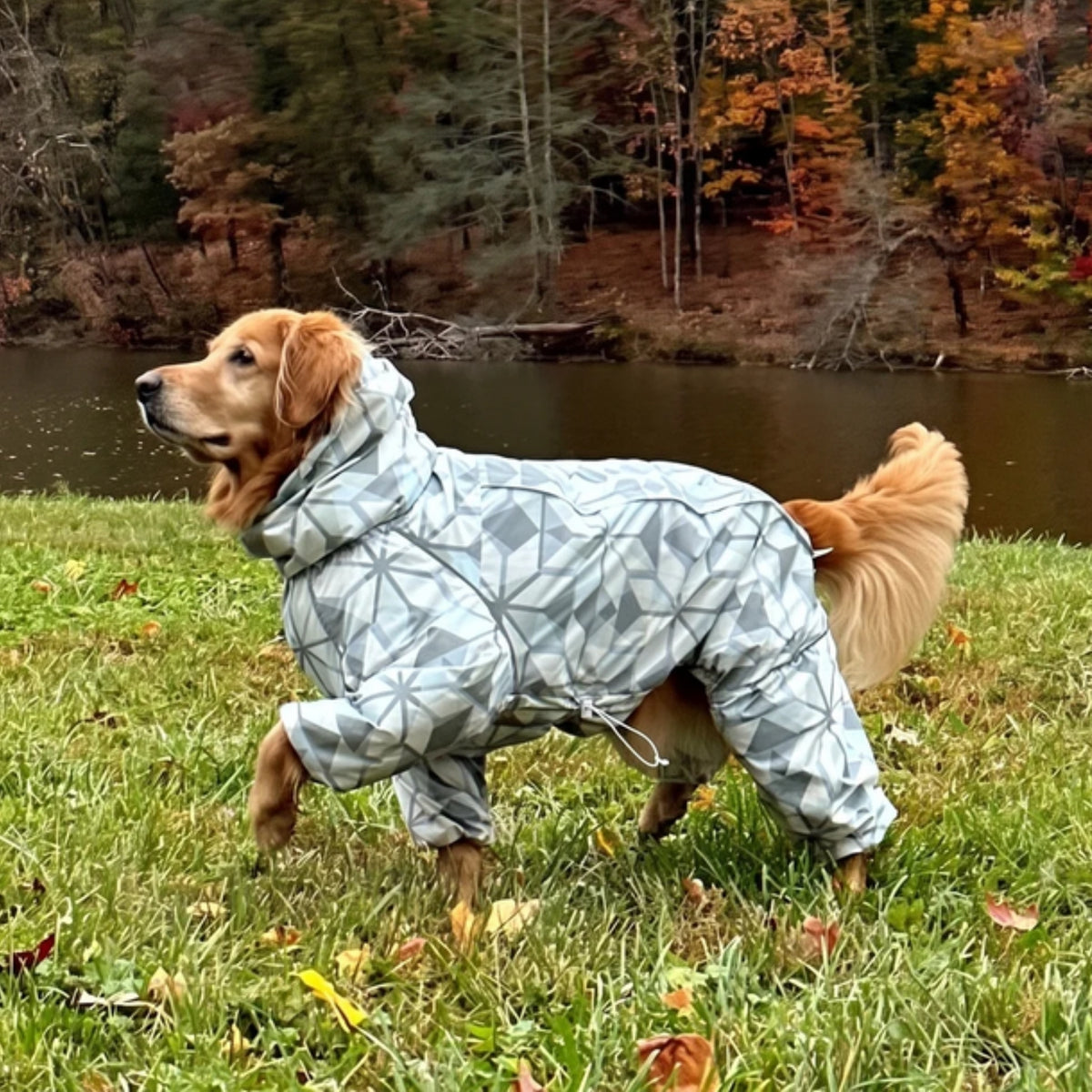 Golden retriever in the Overcast Puddle Jumper raincoat by an autumn lake