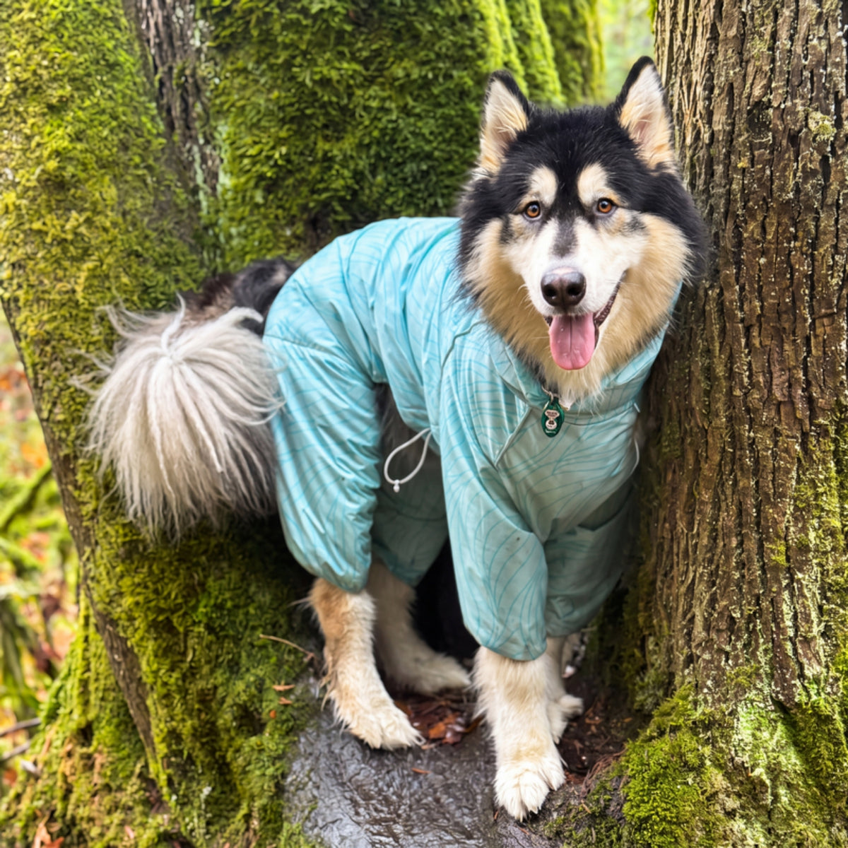 Malamute in the Ripple Puddle Jumper raincoat between mossy trees