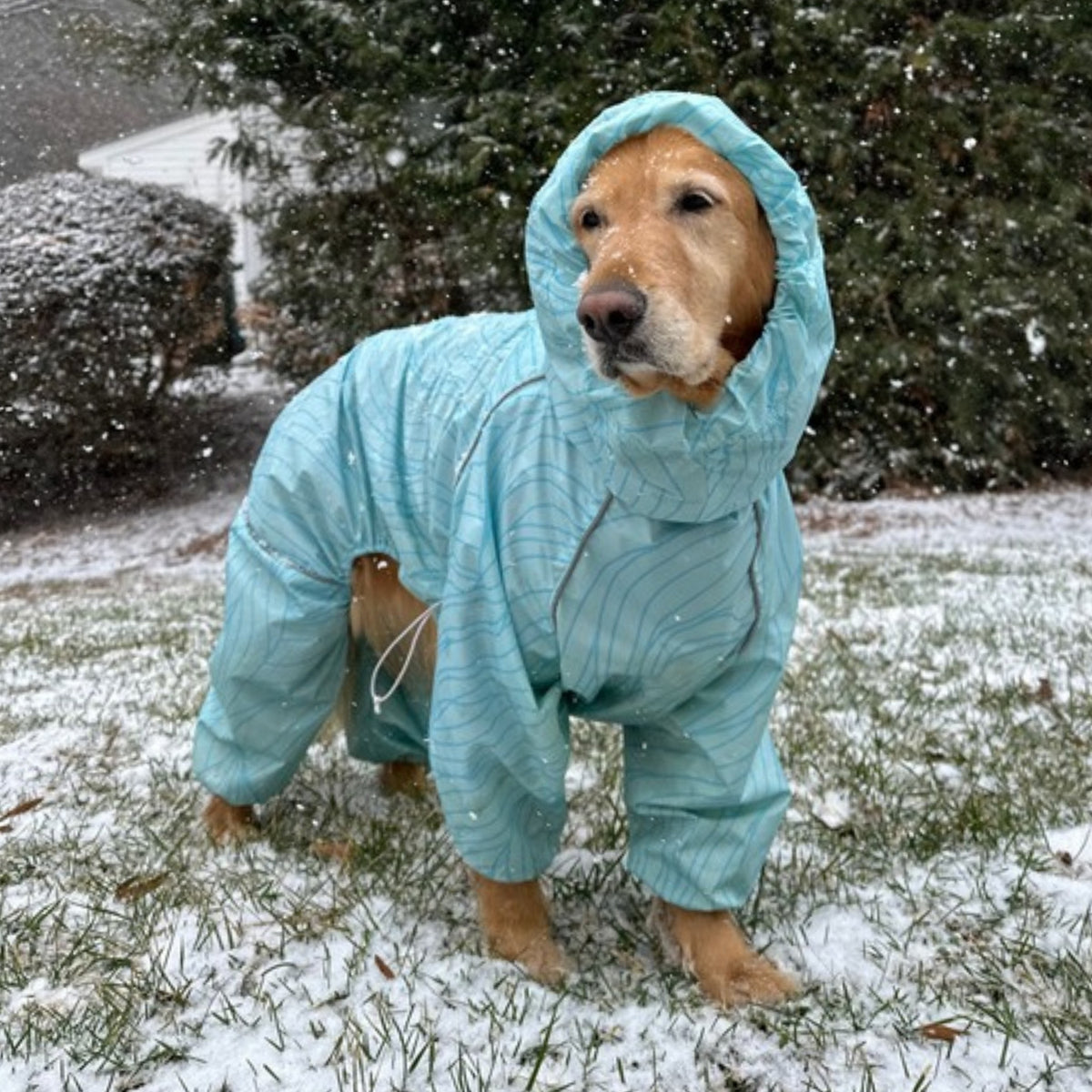 Golden retriever in the Ripple Puddle Jumper raincoat in falling snow