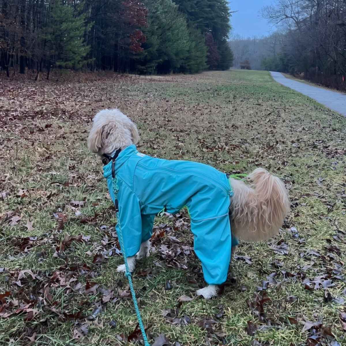 Doodle on a cold winter walk in the Oasis blue Snow Warrior dog snowsuit