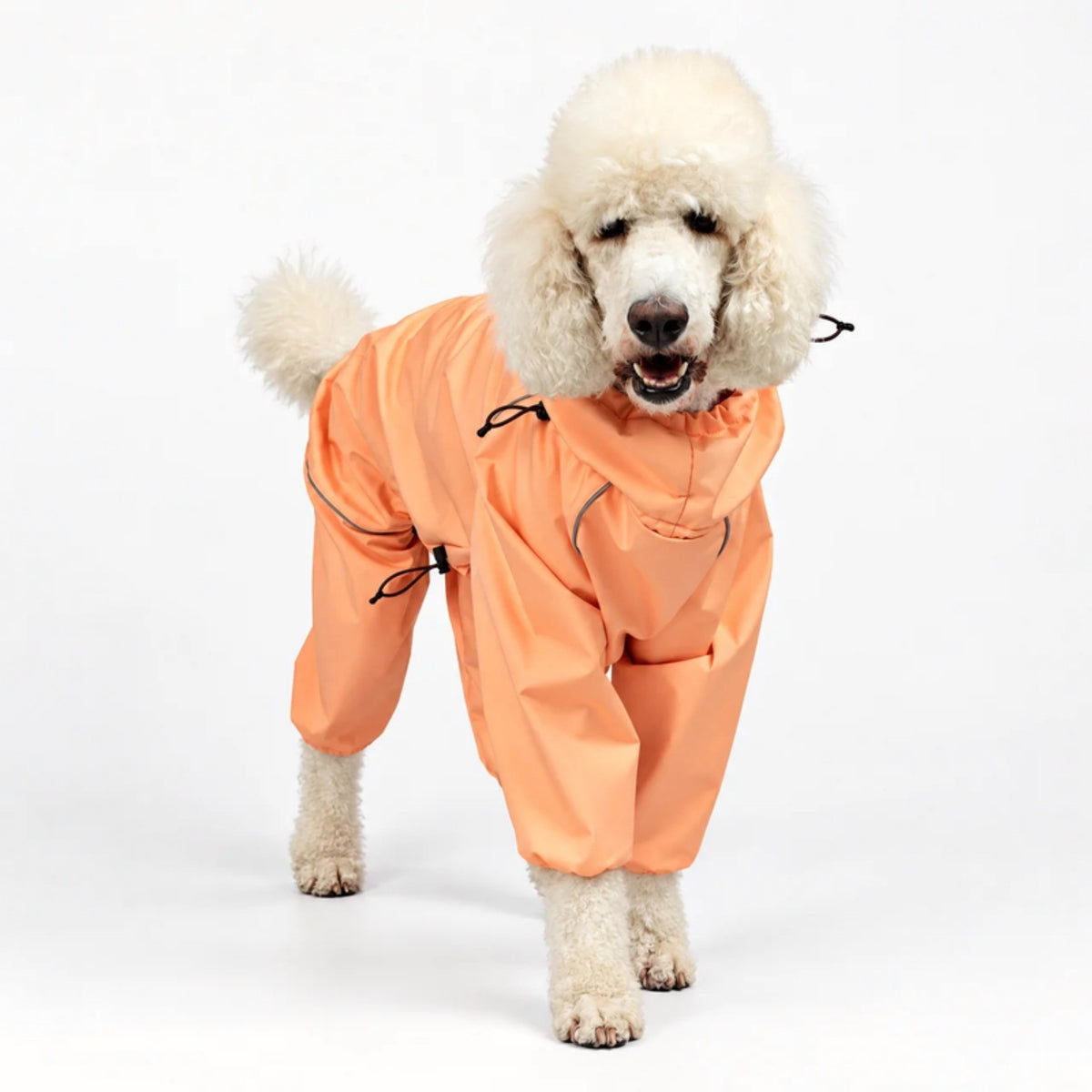 Standard poodle in the Sunset orange Snow Warrior, front three-quarter view