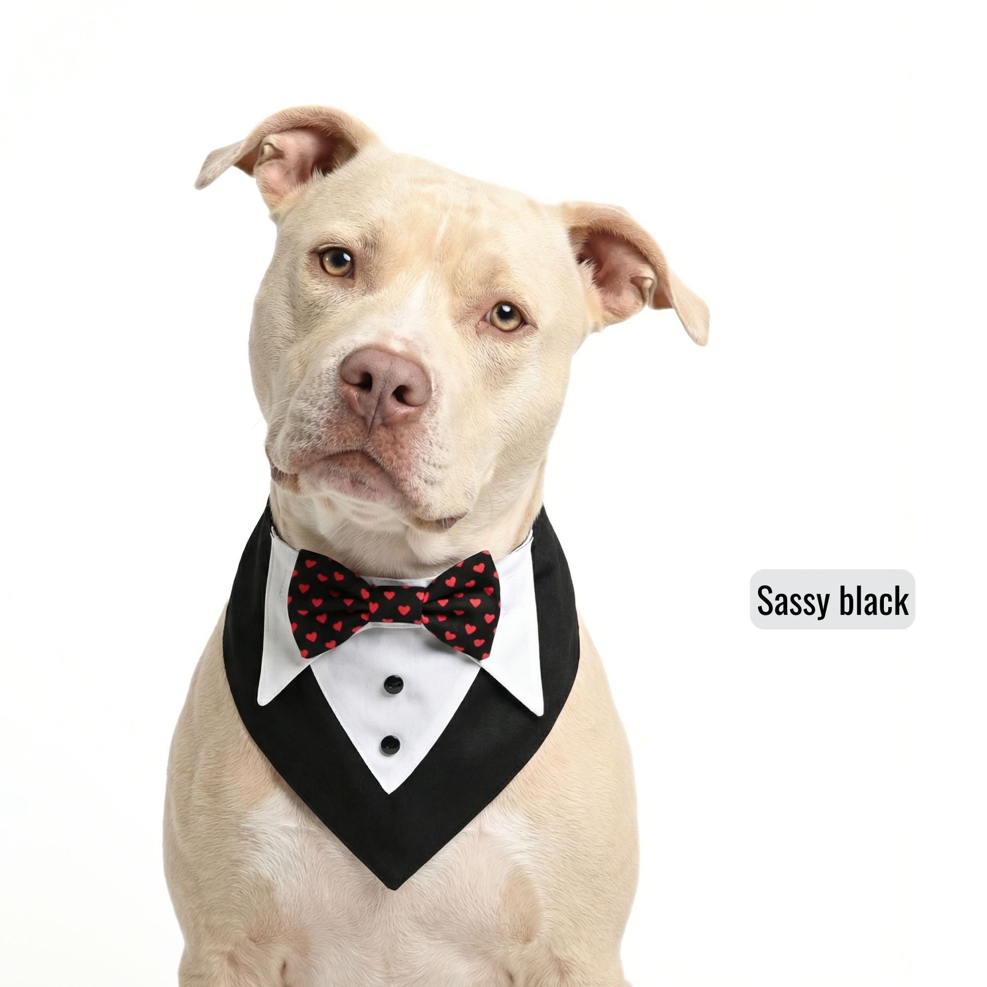 Switch-a-bow Tuxedo Bandana Set