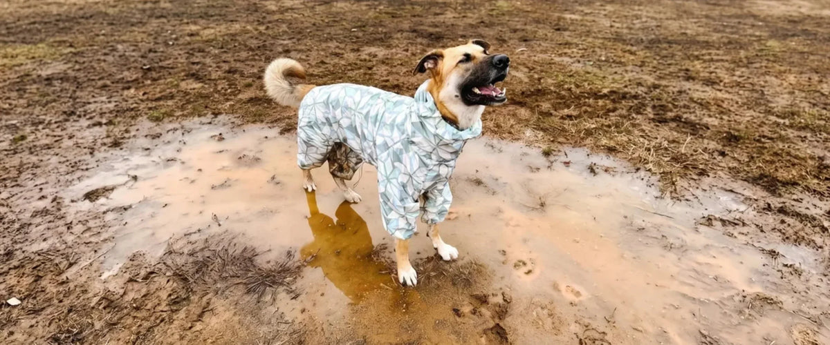 A shepherd-mix dog in a light patterned full-body raincoat standing in a muddy puddle on a wet field