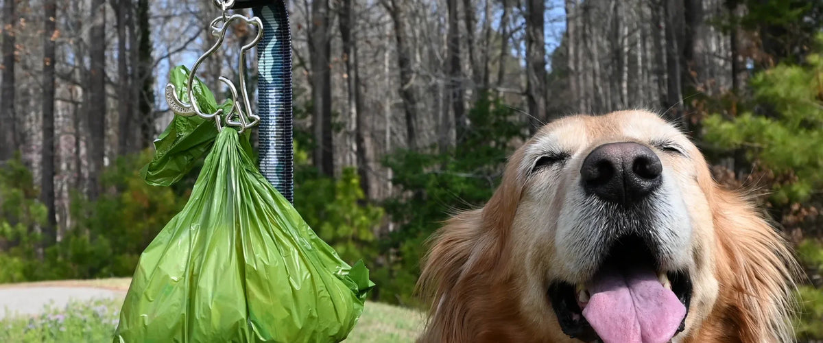 A smiling golden retriever on a wooded trail next to a tied green poop bag hanging from a Pack’n Carry clip on the leash