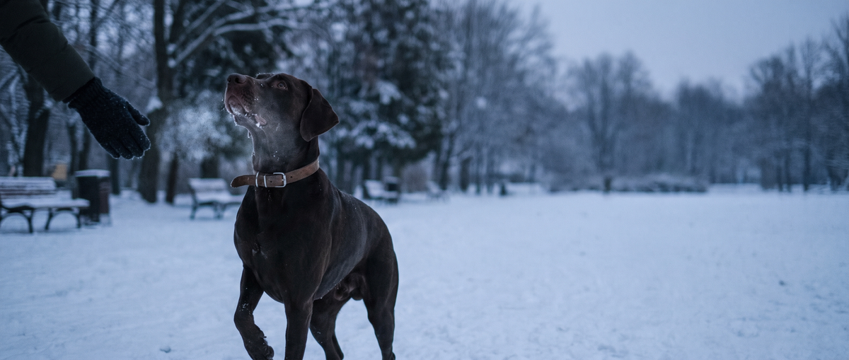Short-coated brown dog in a snowy park with breath visible in the cold air, one paw lifted