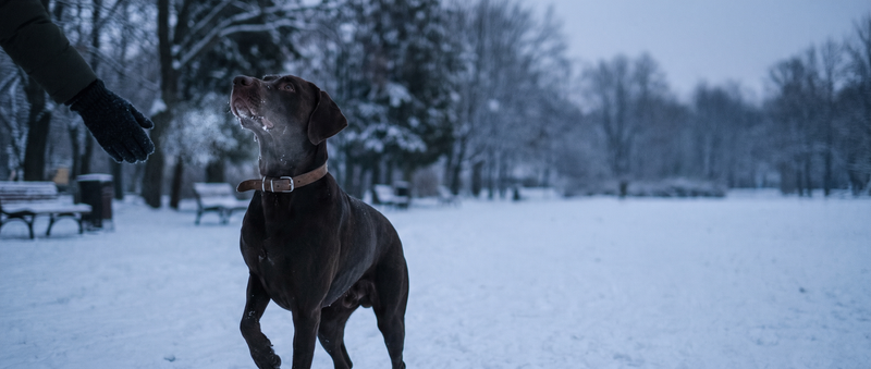 Short-coated brown dog in a snowy park with breath visible in the cold air, one paw lifted