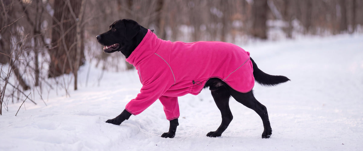 A black Labrador in a close-fitting pink fleece dog coat stepping forward on a snowy trail, the curved shoulder seam traced in reflective piping