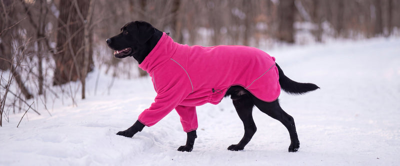 A black Labrador in a close-fitting pink fleece dog coat stepping forward on a snowy trail, the curved shoulder seam traced in reflective piping