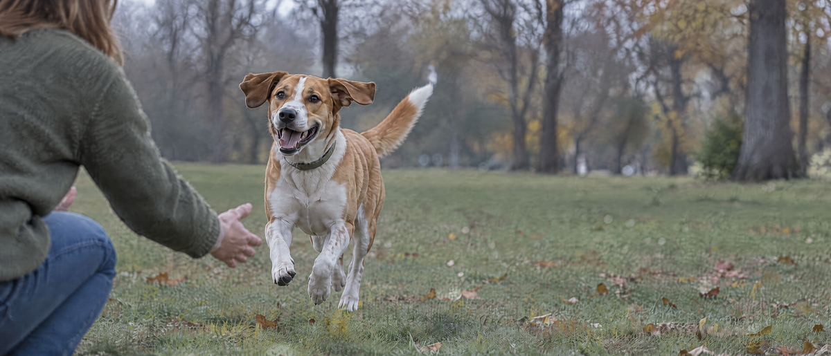 A dog running back across a park to its owner, who crouches with arms open on a cool autumn morning