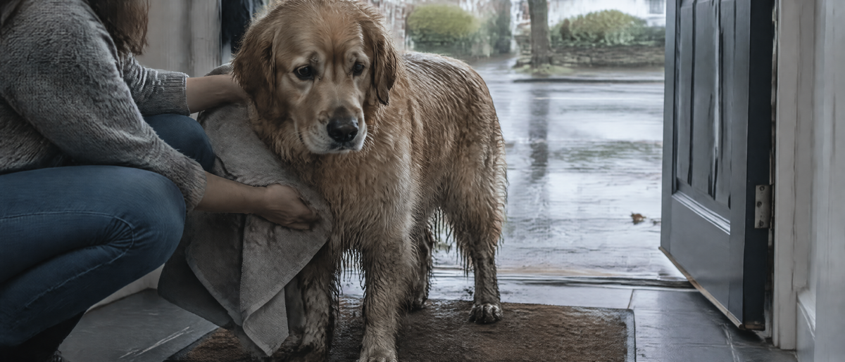 A soaked golden dog being towel-dried on the doormat just inside the front door after a rainy walk