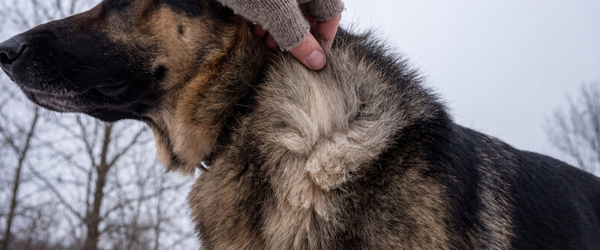 A hand parting a German Shepherd's coat at the shoulder to show the dense pale undercoat underneath