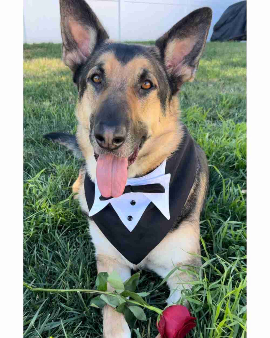 Big dog dressed up in a WOOFESSENTIAL bandana