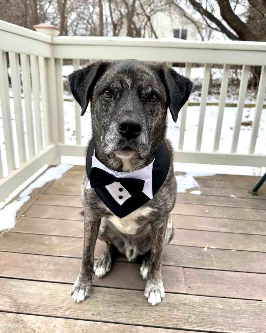 Big dog dressed up in a WOOFESSENTIAL bandana