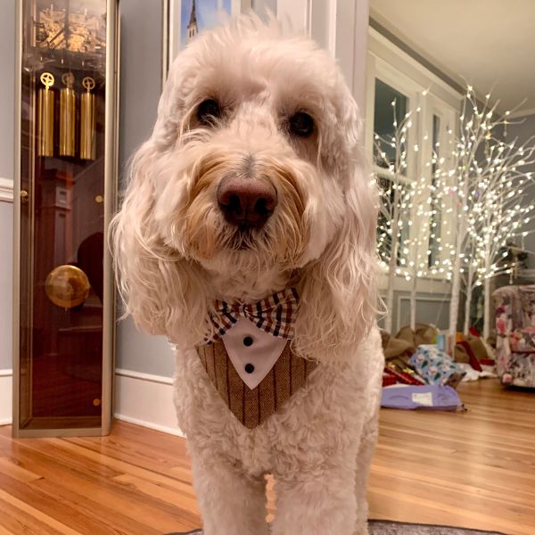 Big dog dressed up in a WOOFESSENTIAL bandana