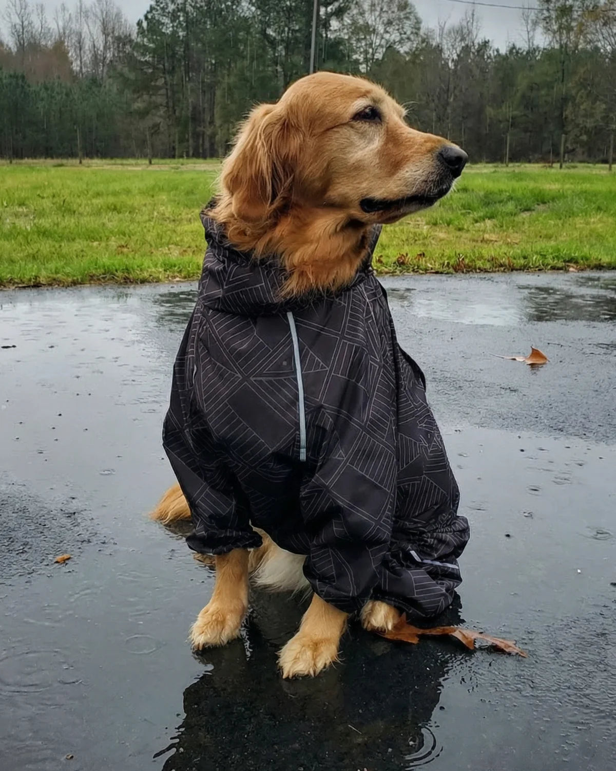A golden retriever in a full-coverage big dog raincoat on wet pavement, belly and legs covered