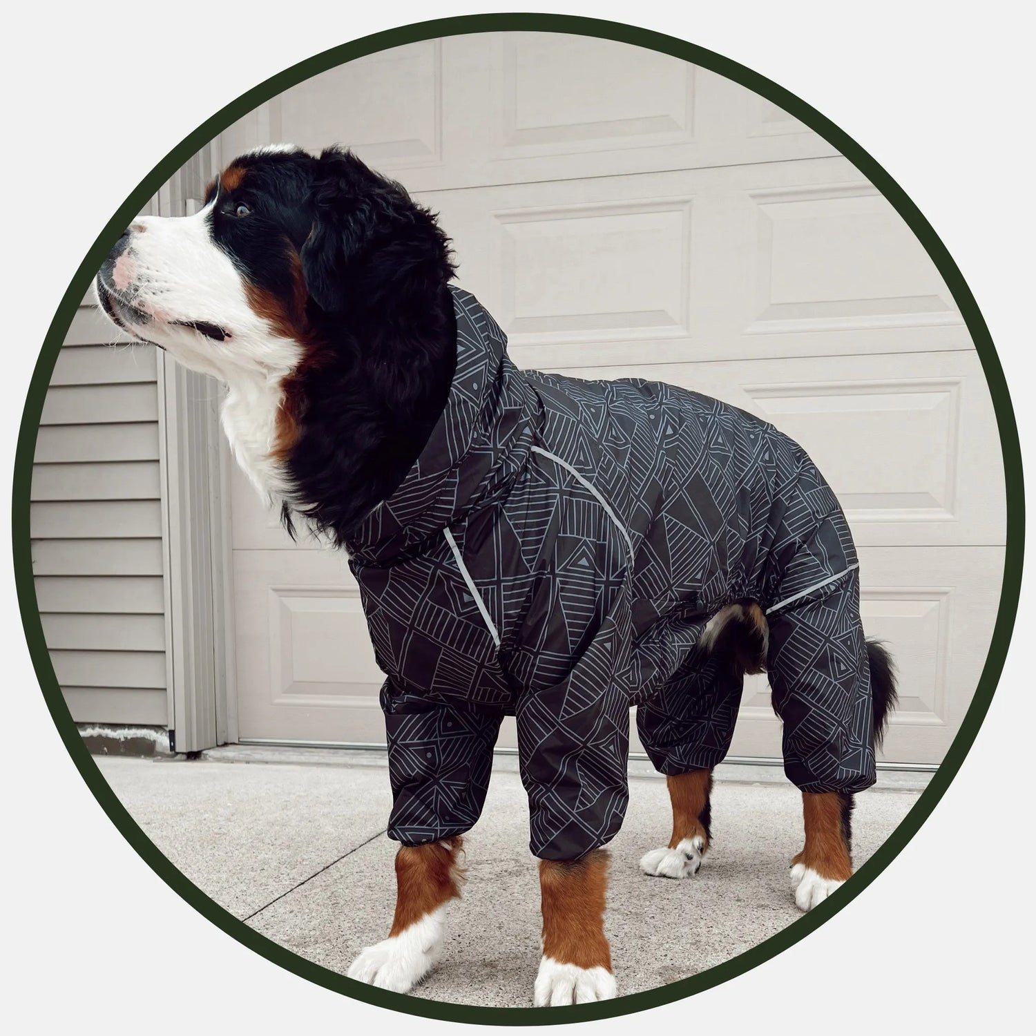 Large dog raincoat hotsell with hood