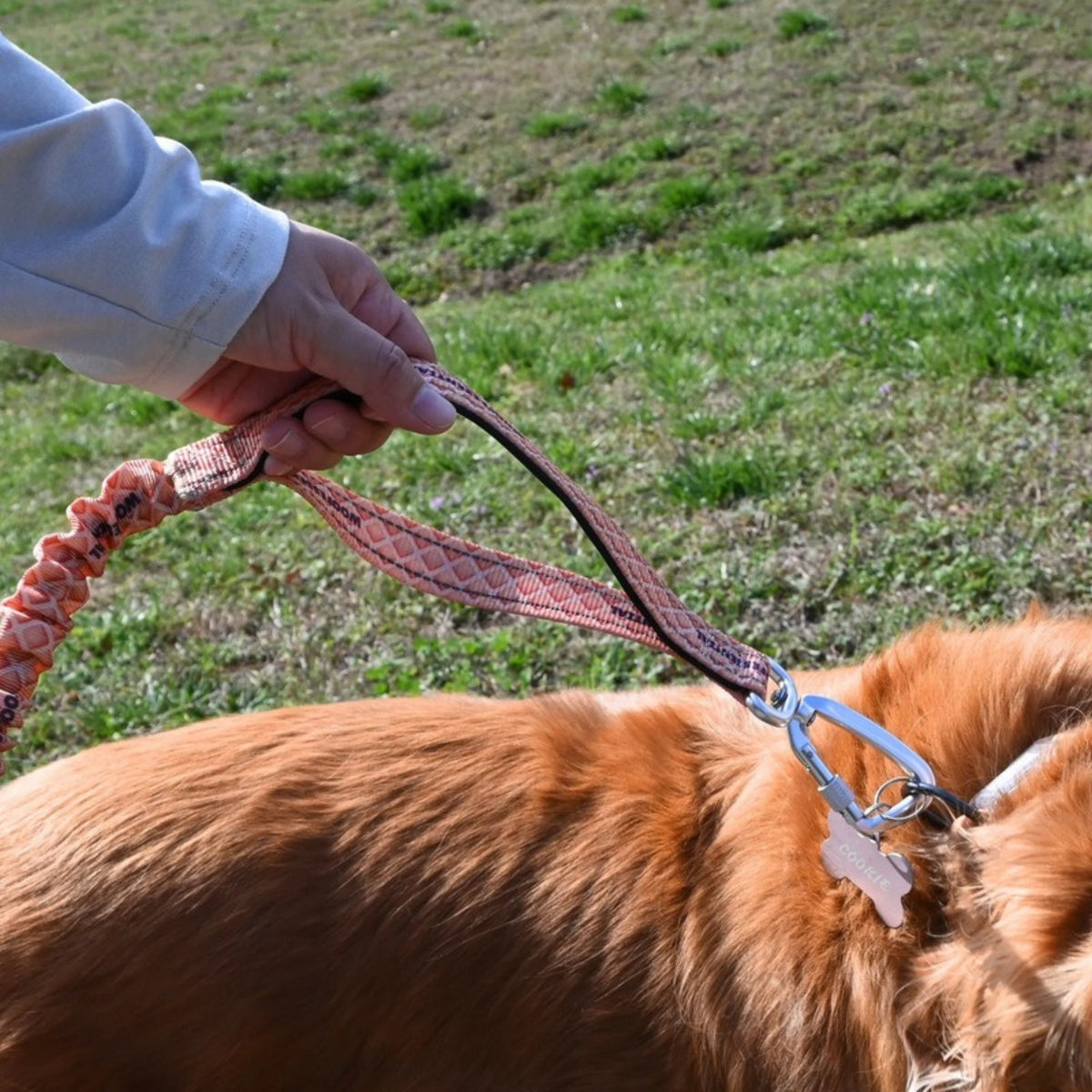 Hand holding the Bungee Leash traffic handle close to a golden retriever