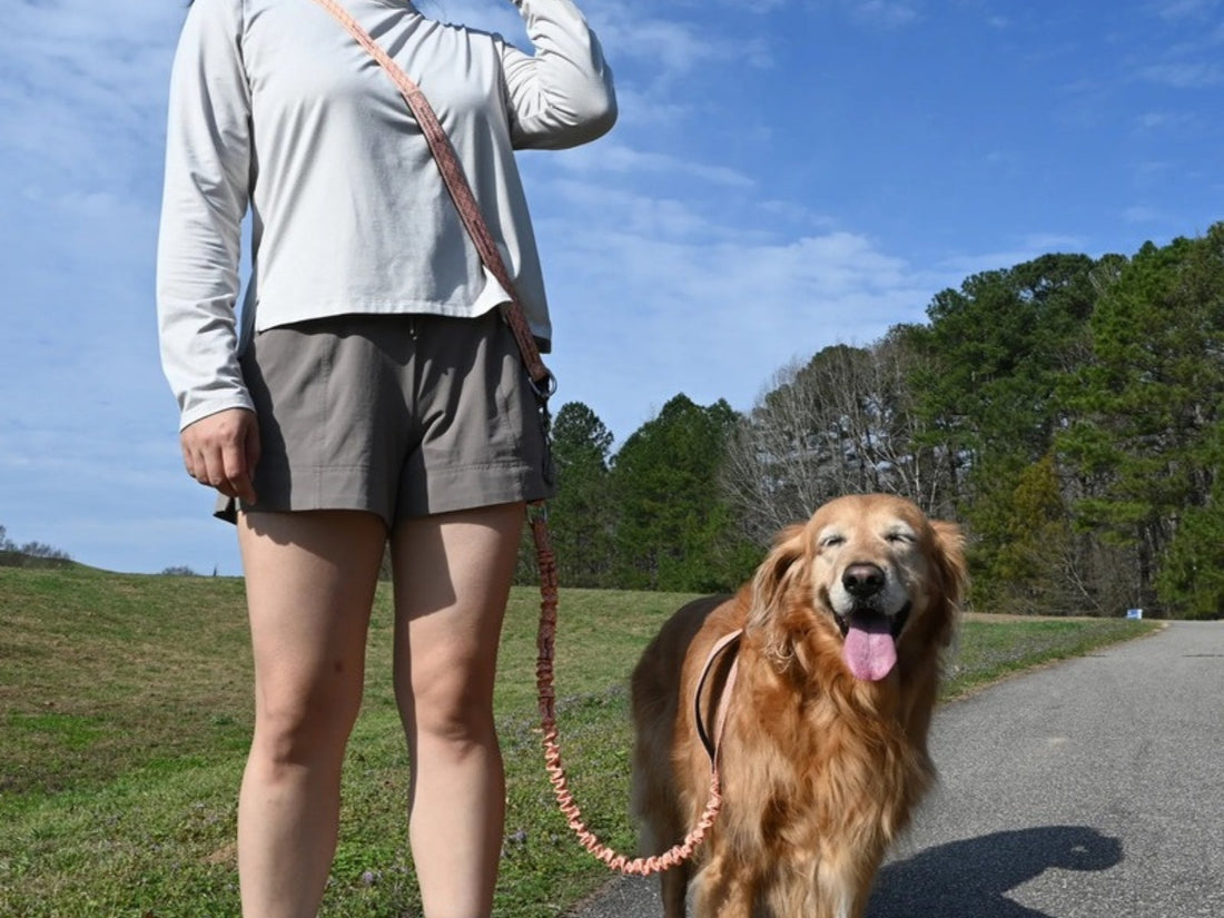 Bungee Leash worn across the body while walking a golden retriever