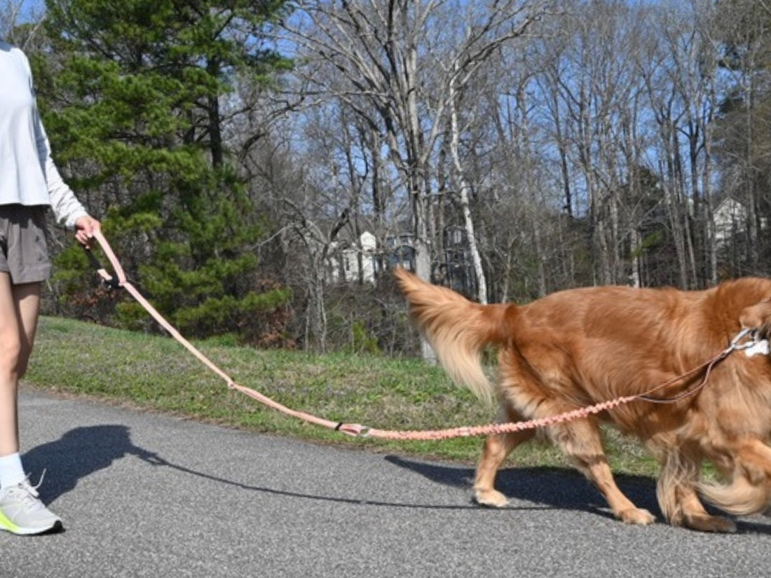 Walking a golden retriever with the Bungee Leash held by hand