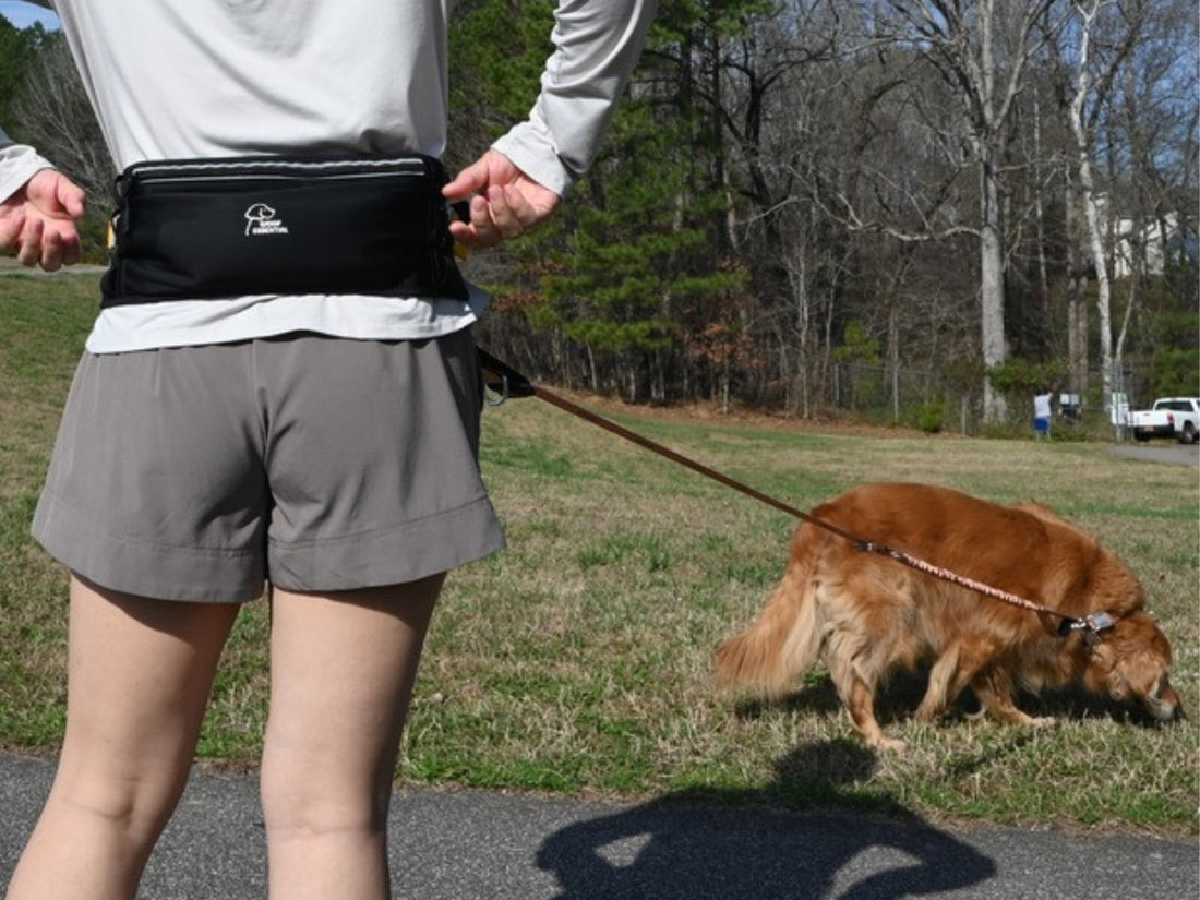 Bungee Leash clipped to the Runner Belt, walking a golden retriever