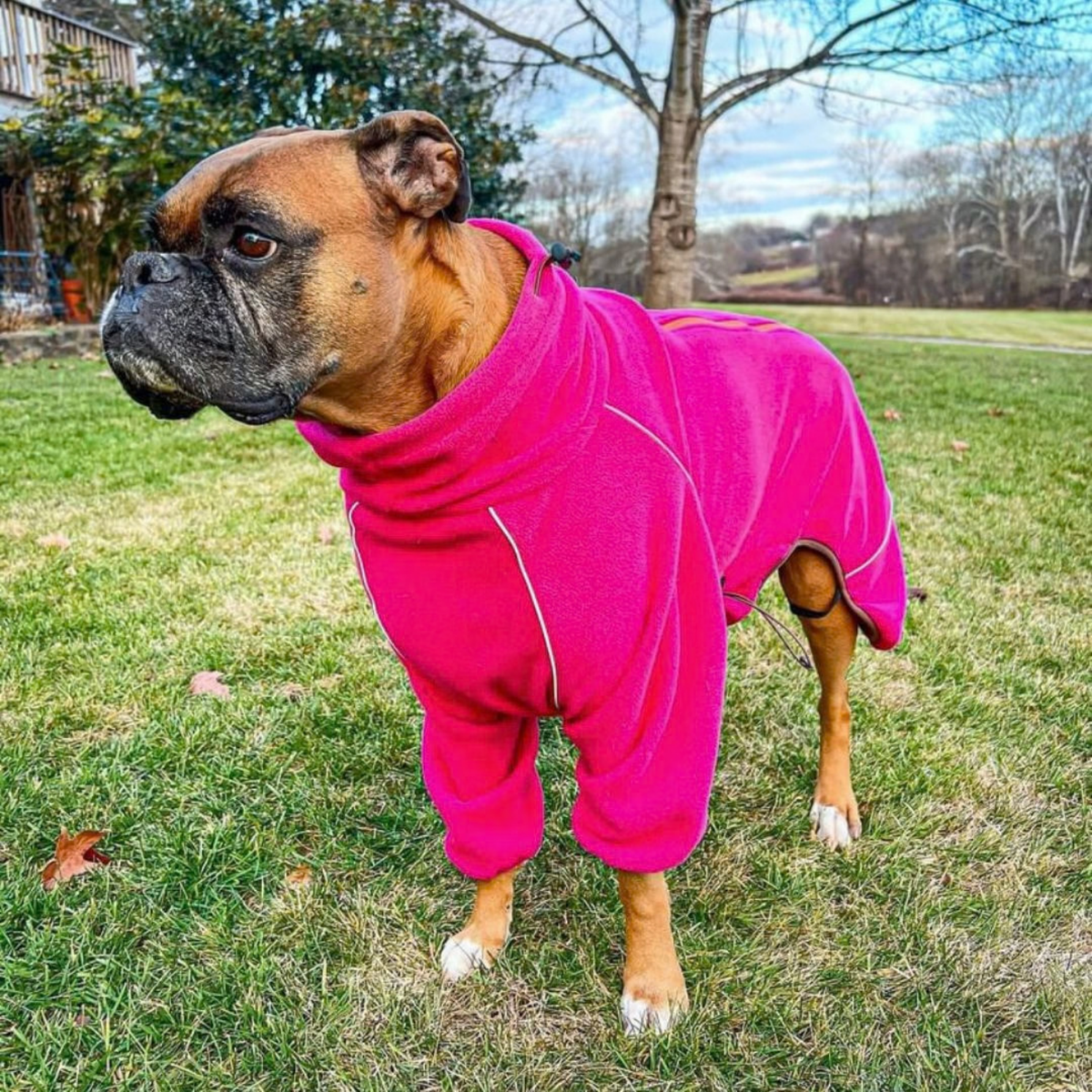 Boxer in the Blossom Cozy Hugger fleece jacket, chest and belly covered