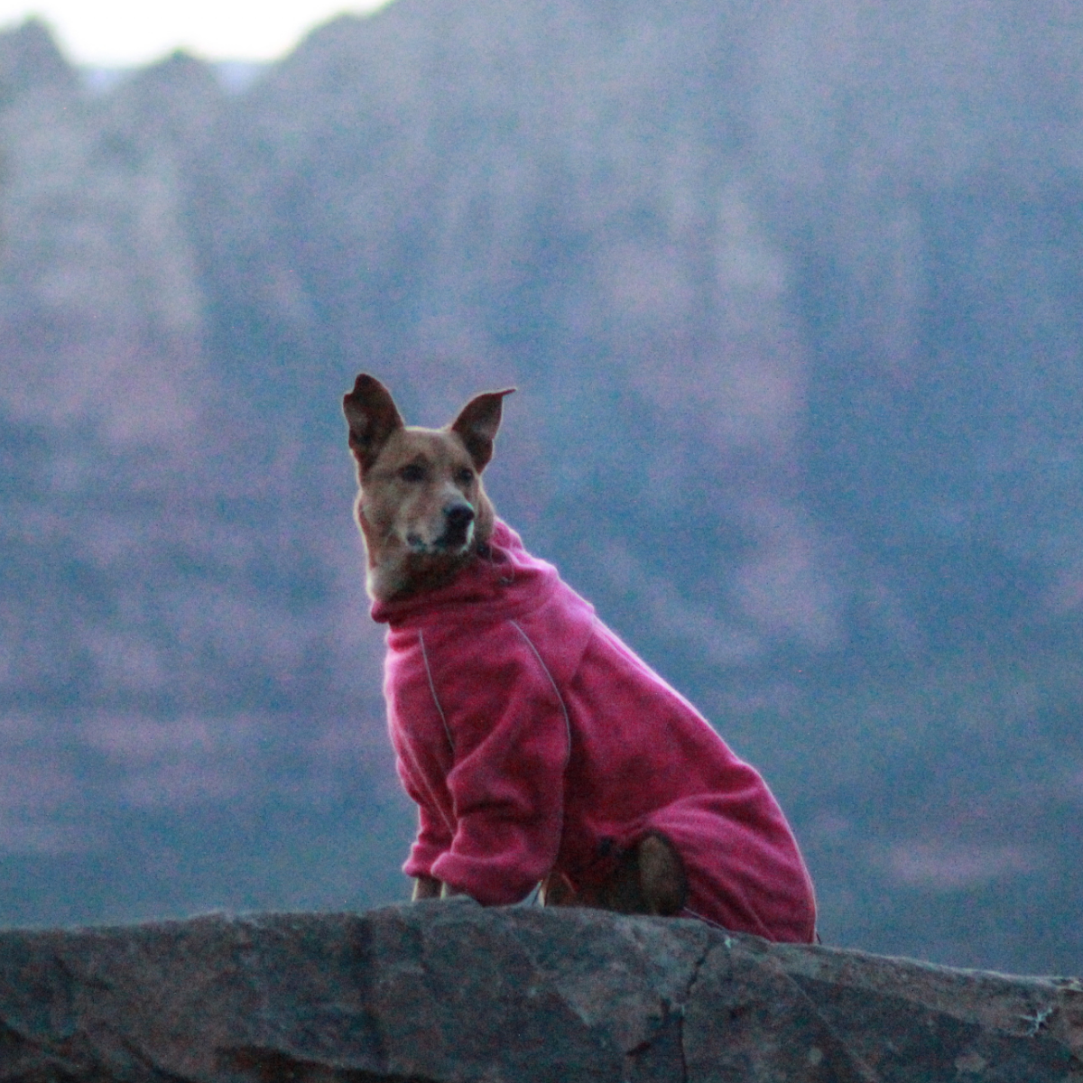 Dog on a rocky lookout in the Blossom Cozy Hugger fleece jacket
