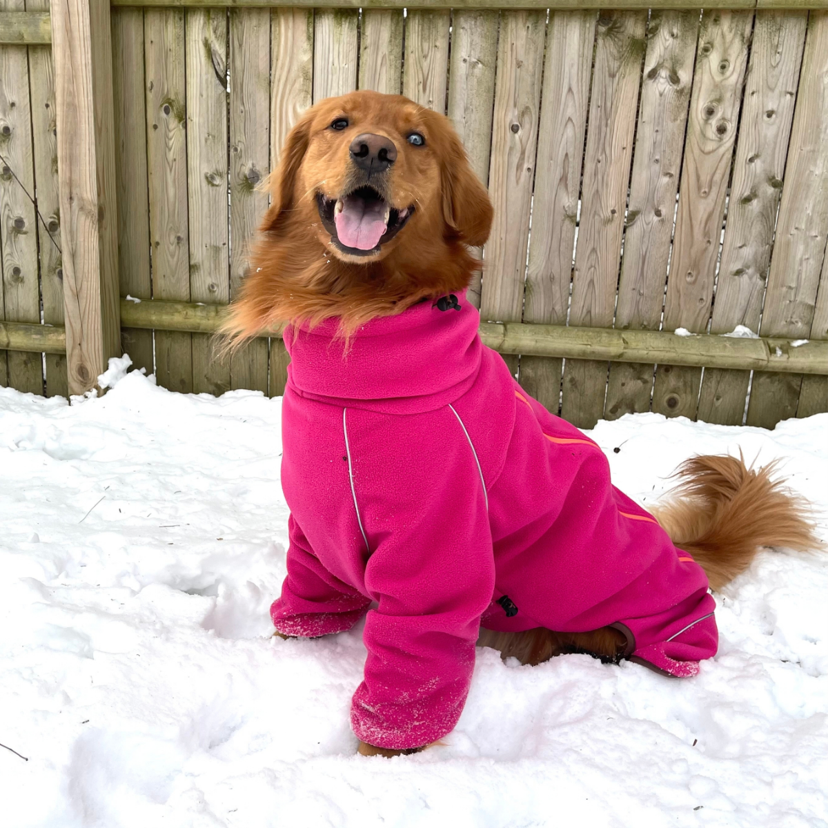 Golden retriever sitting in snow in the Blossom Cozy Hugger fleece jacket