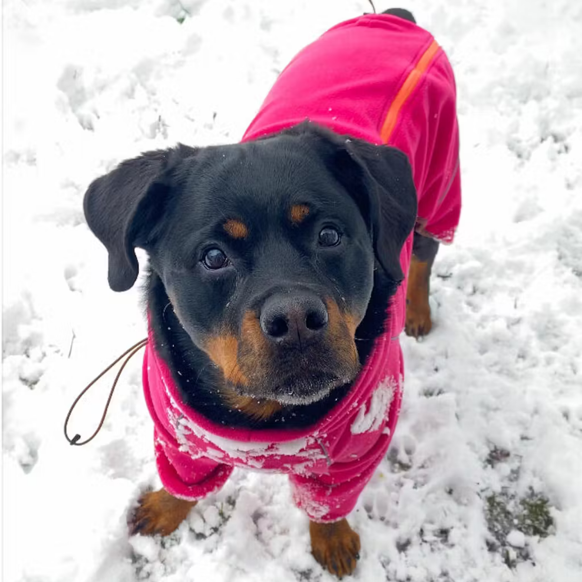Rottweiler in the snow wearing the Blossom Cozy Hugger fleece jacket