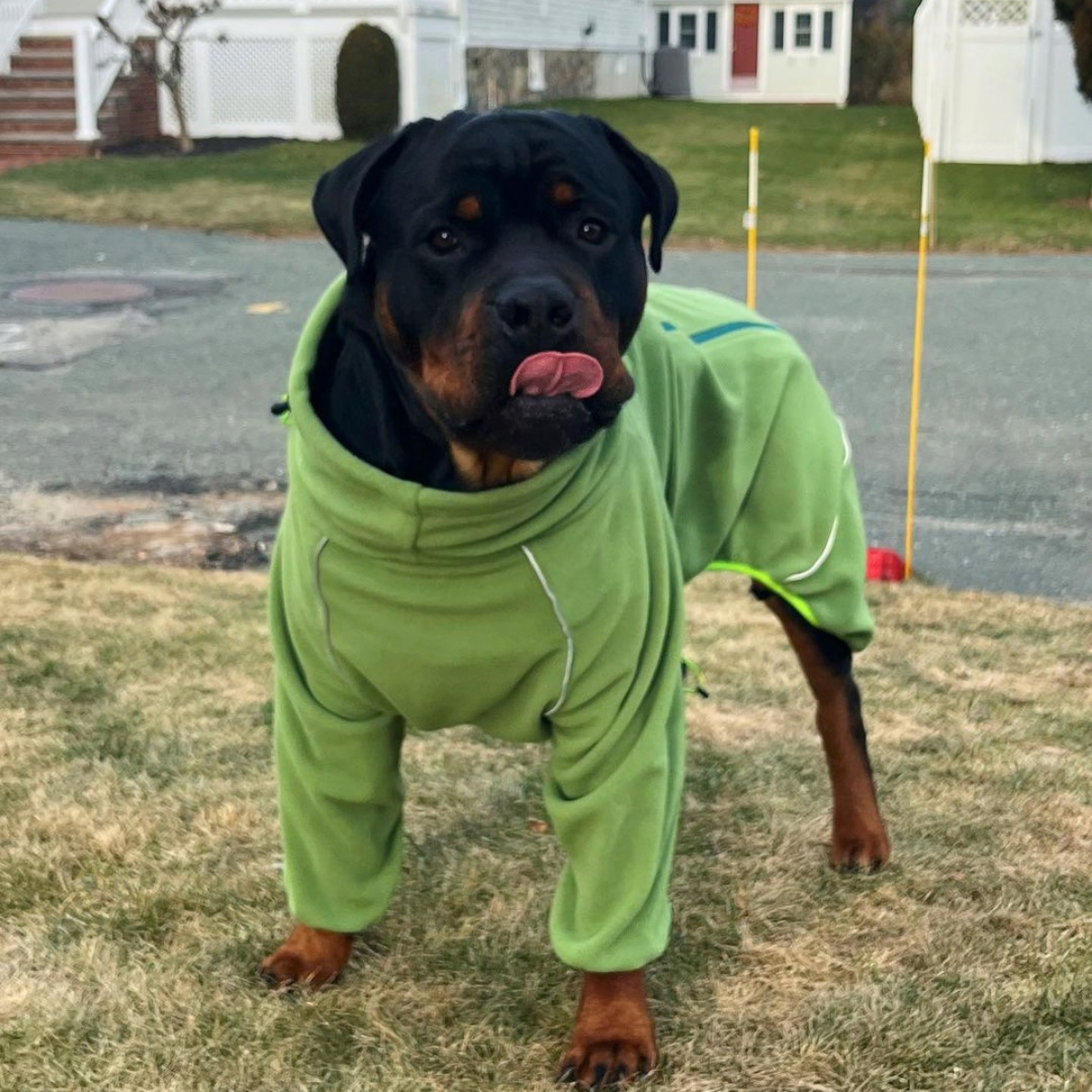 Rottweiler wearing the Weald Cozy Hugger fleece jacket on a cool day