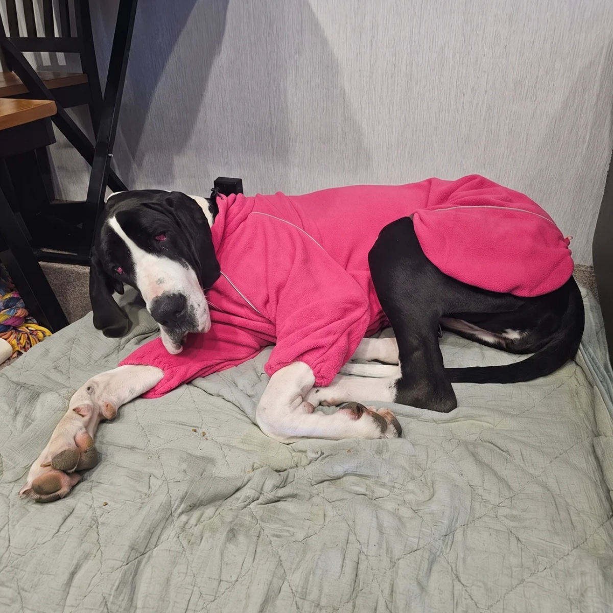Great Dane resting at home in the Blossom Cozy Hugger fleece jacket
