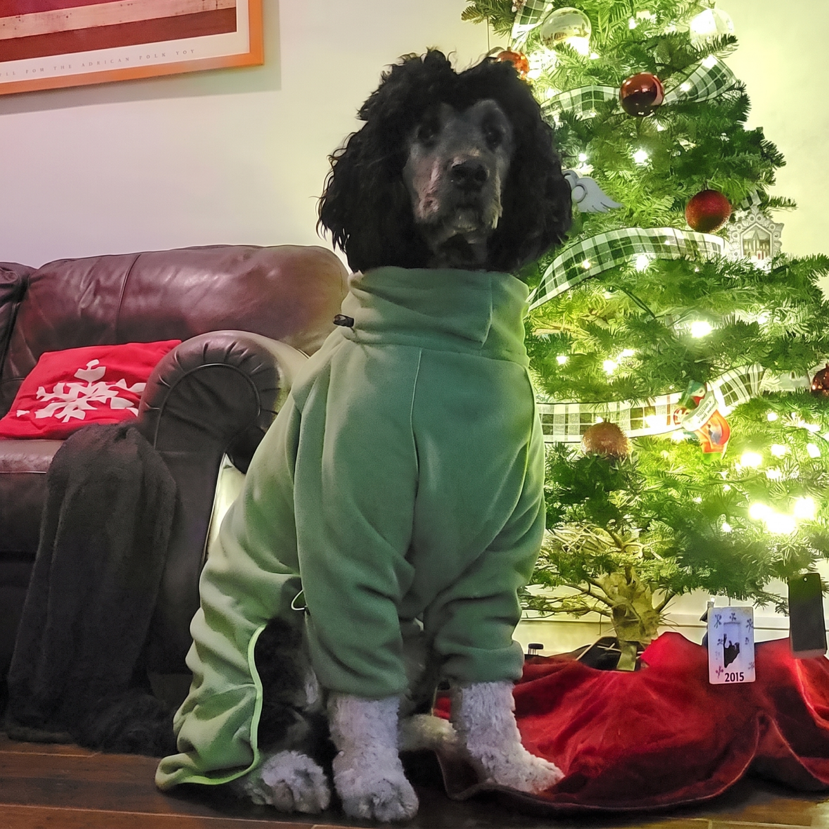 Poodle by the Christmas tree in the Weald Cozy Hugger fleece jacket