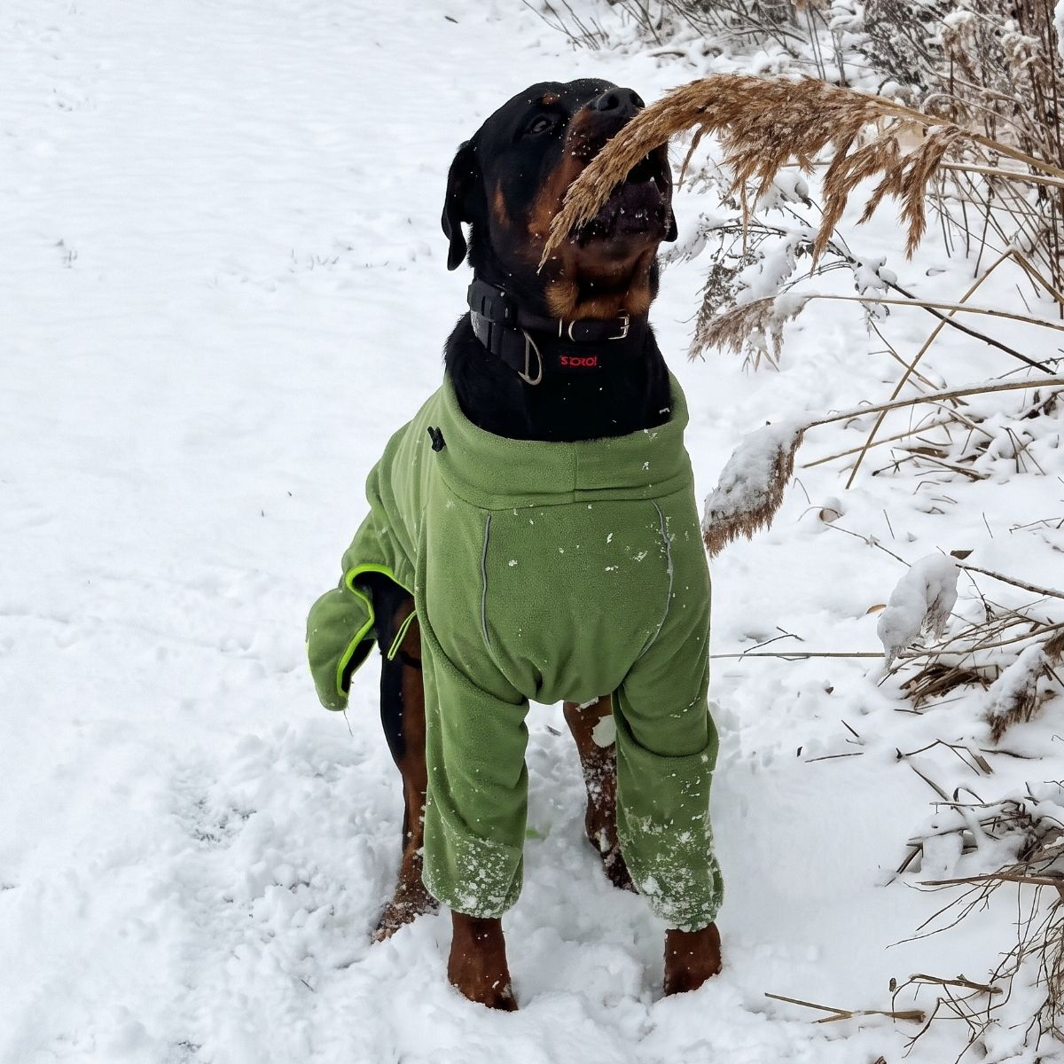 Rottweiler in deep snow wearing the Weald Cozy Hugger fleece jacket