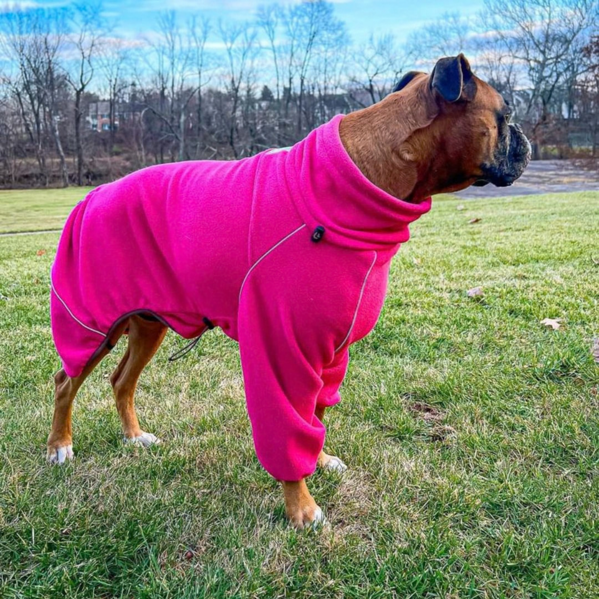 Boxer wearing the Blossom Cozy Hugger fleece jacket outdoors on a cold day 