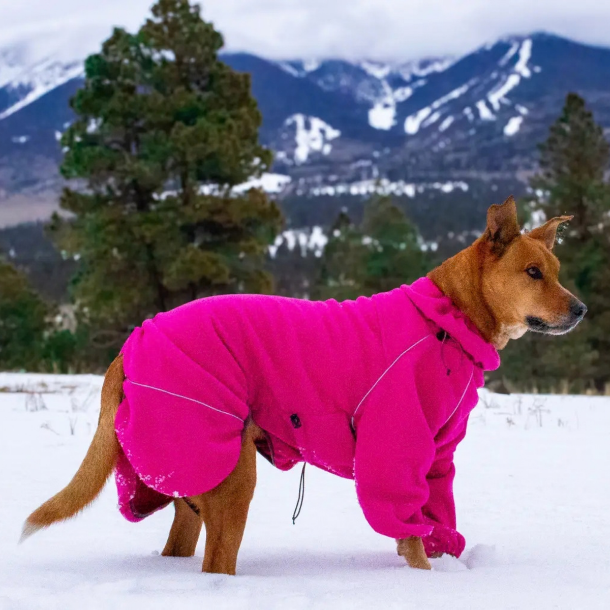 Dog in the Blossom Cozy Hugger fleece jacket standing in snow 