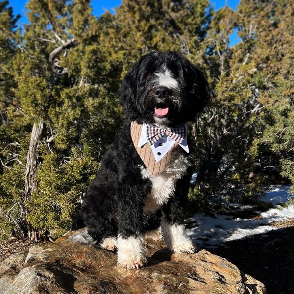 Big dog dressed up in a WOOFESSENTIAL bandana