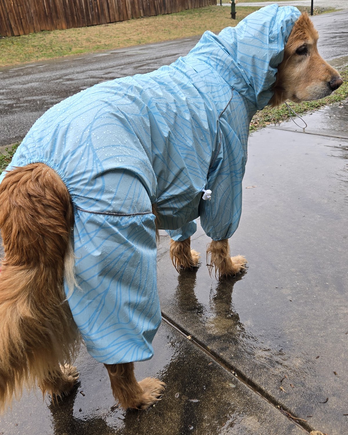 A golden retriever in a light blue full-body Puddle Jumper raincoat standing on a wet sidewalk in heavy rain, belly and all four legs covered