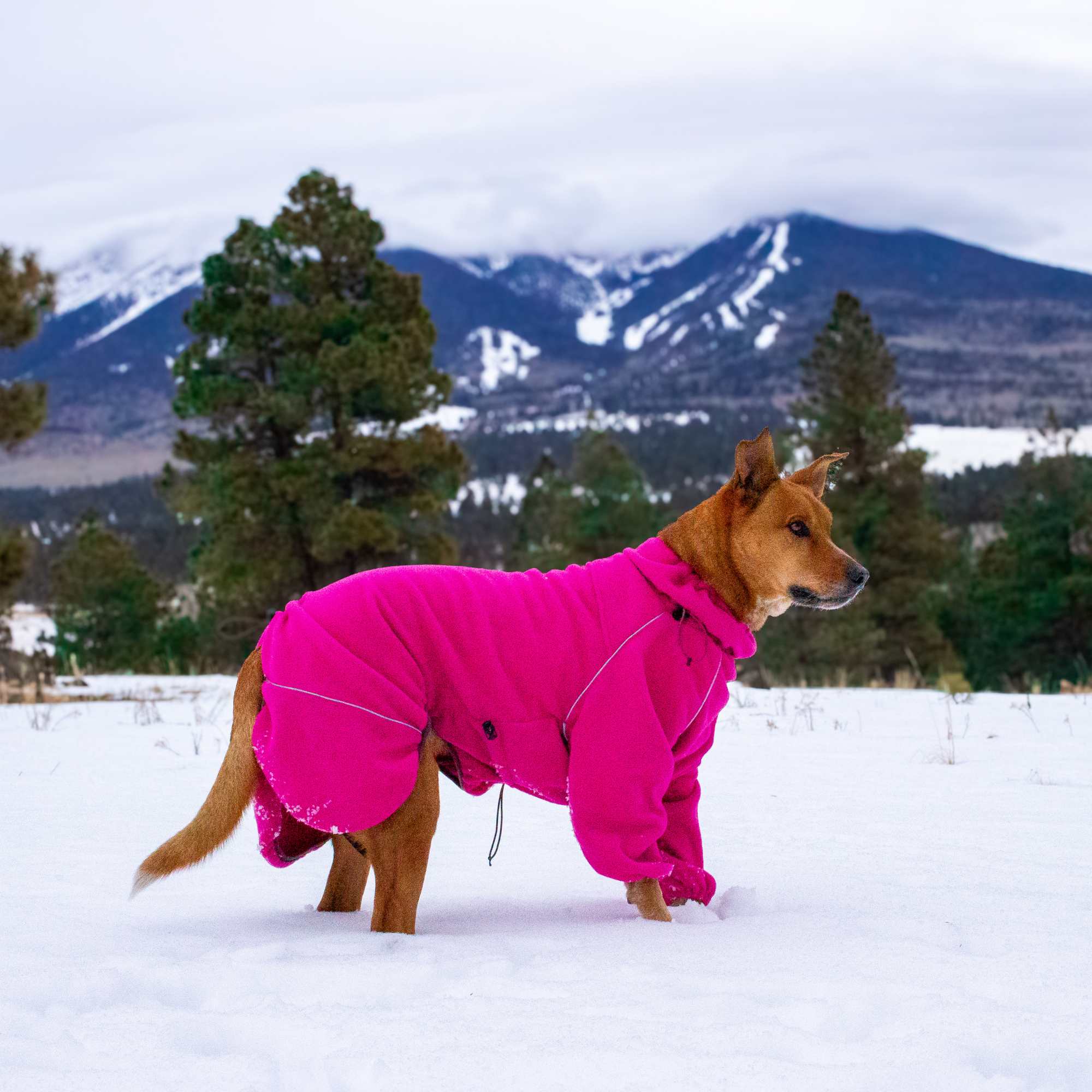 Range dog outlet coats