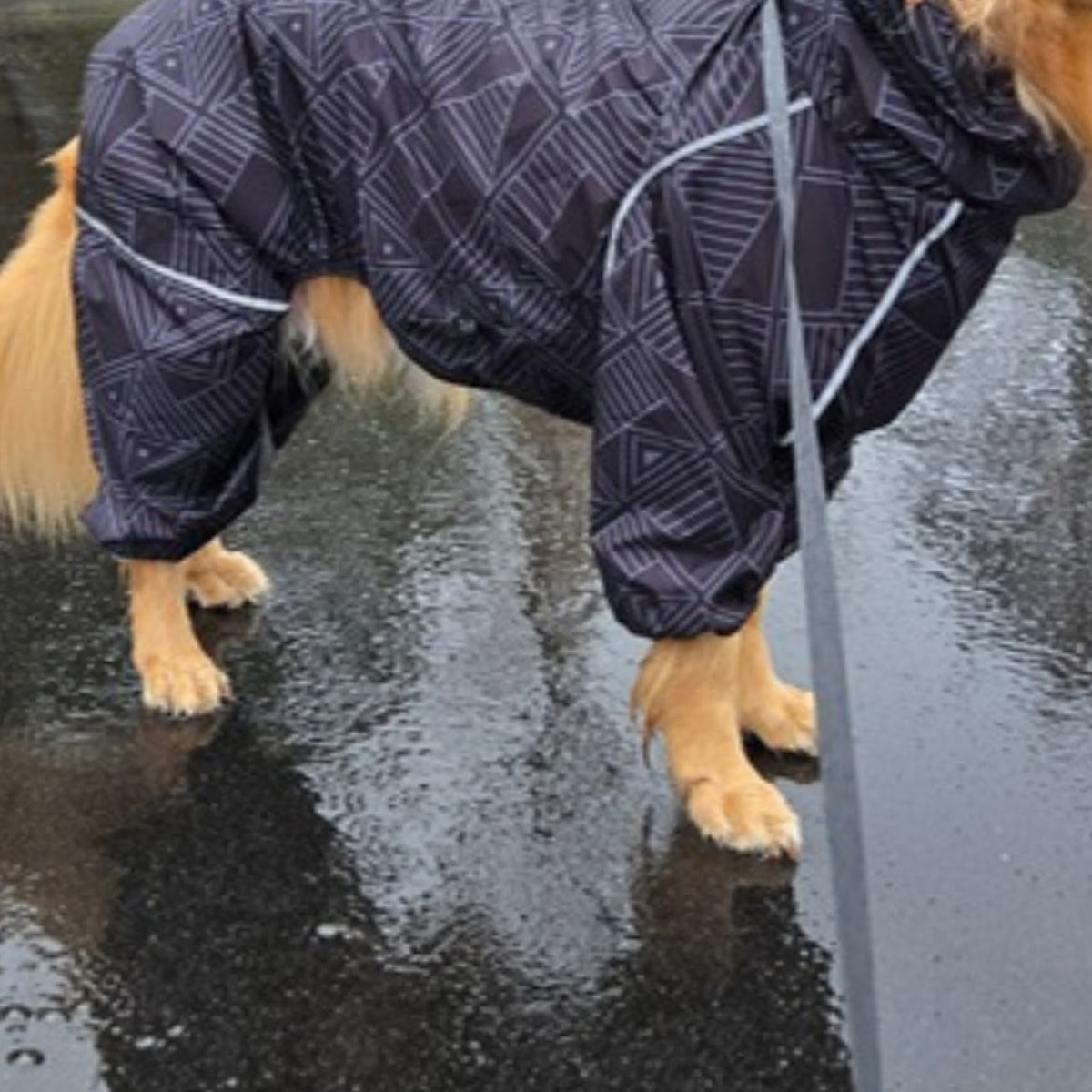 Golden retriever in the Eclipse Puddle Jumper raincoat on a wet street, belly and legs covered