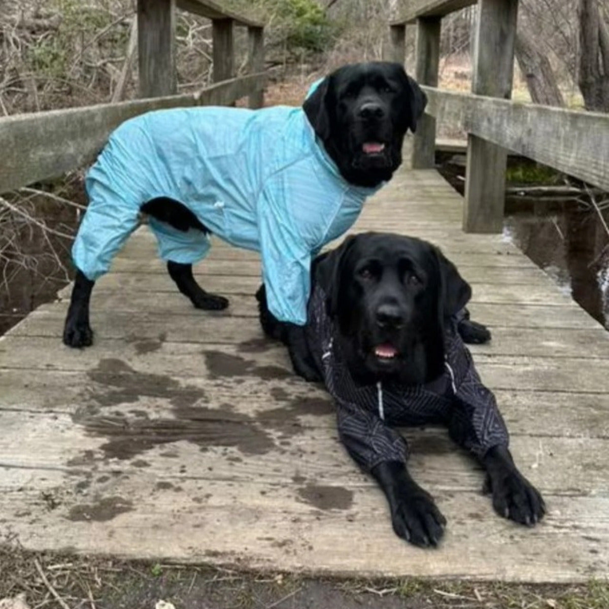 Customer photo: dog in the Puddle Jumper raincoat