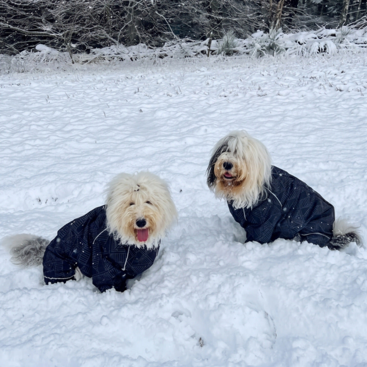 Customer photo: dog in the Puddle Jumper raincoat