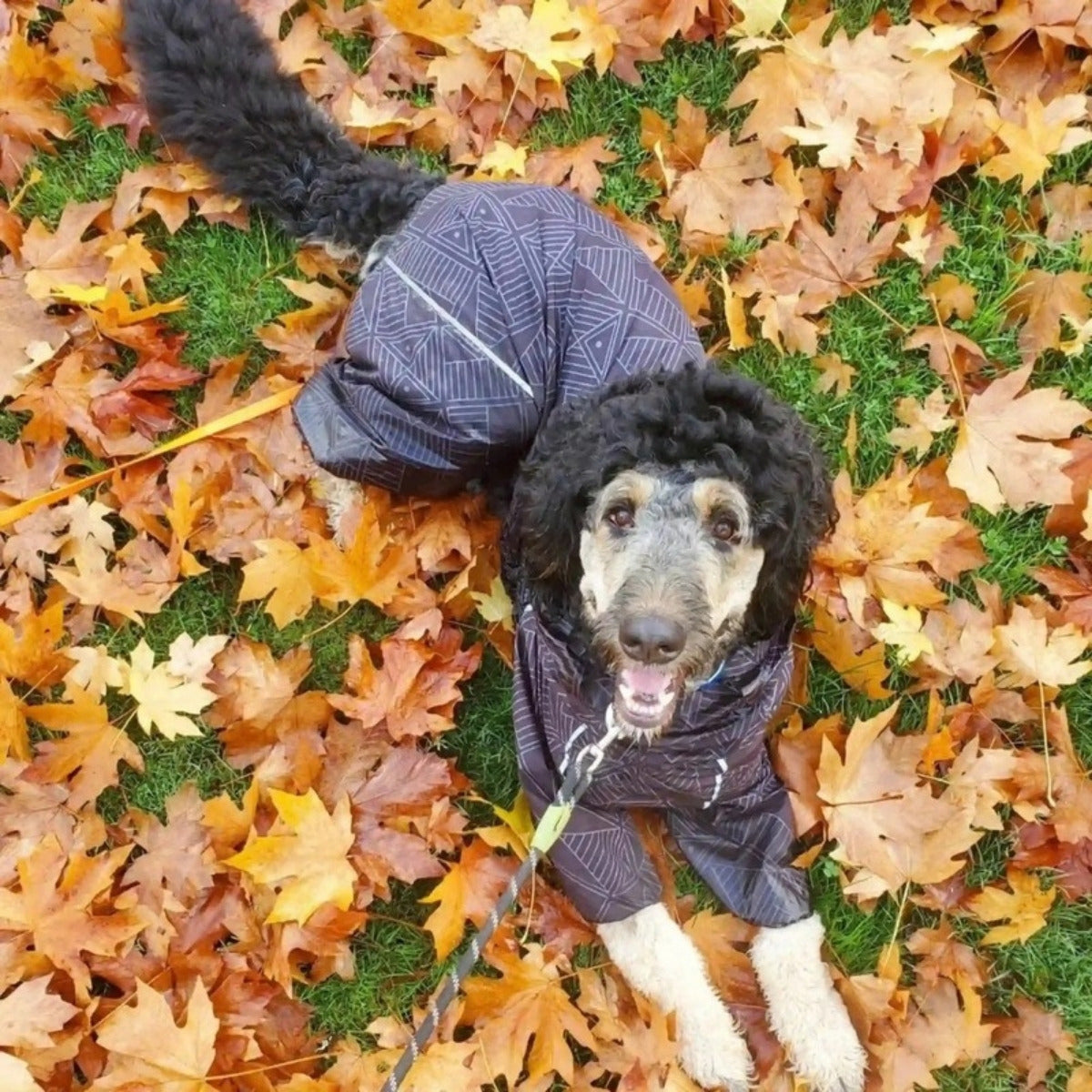 Customer photo: dog in the Puddle Jumper raincoat
