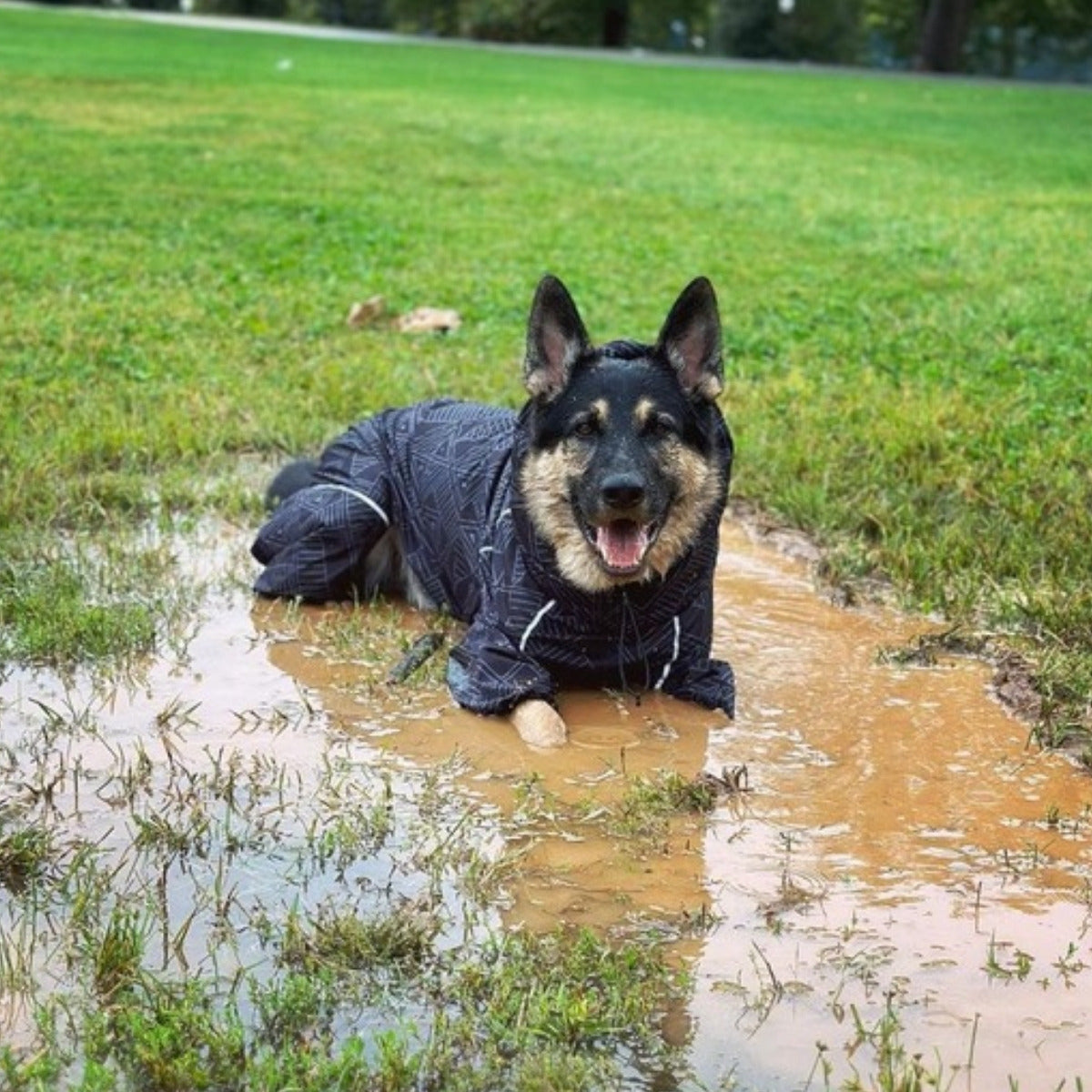 Customer photo: dog in the Puddle Jumper raincoat